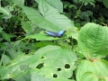 MORPHIDAE, Morpho peleides